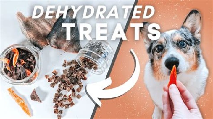 What can you give a dehydrated dog?