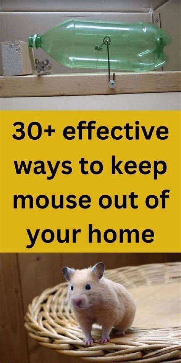 What can you put in kitchen drawers to keep mice out?