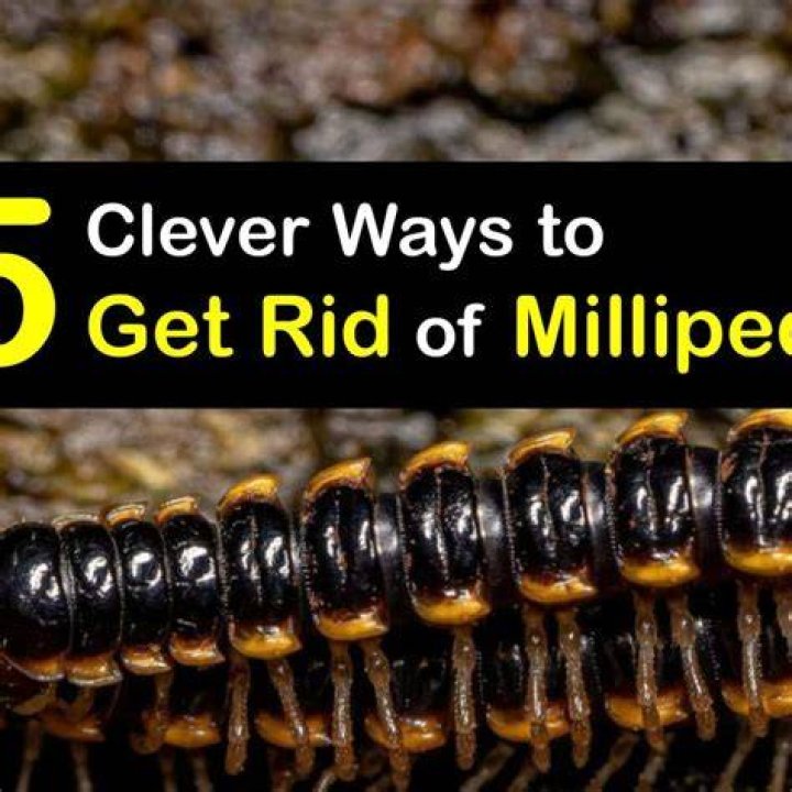What causes millipede infestation?