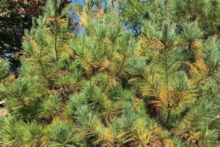 What causes pine needles to turn yellow?