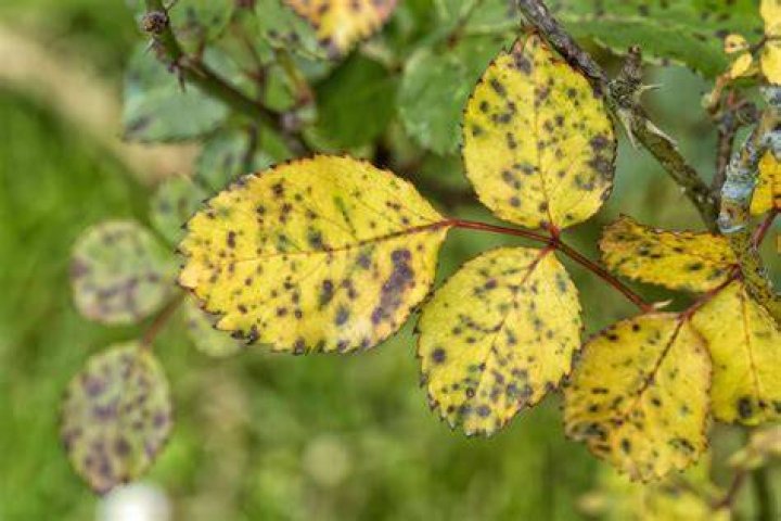What causes rose leaves to turn yellow with brown spots?