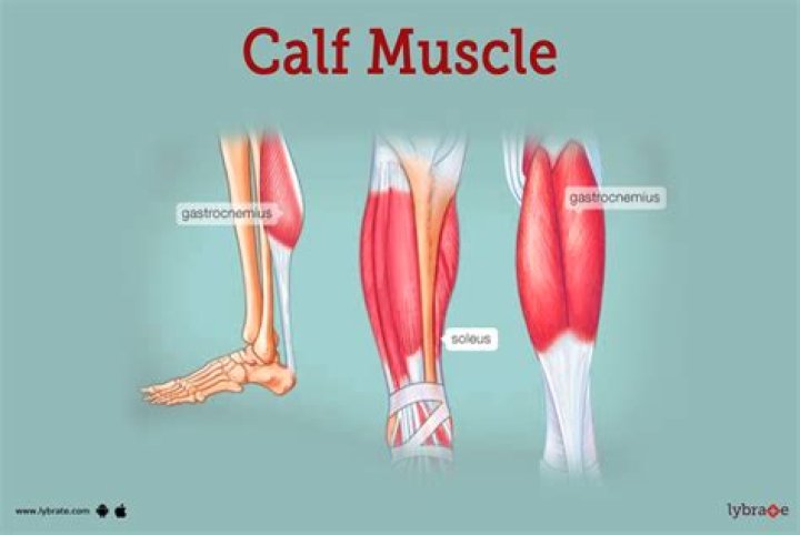 What causes small calves?