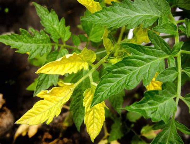 What causes yellow leaves on a plant?