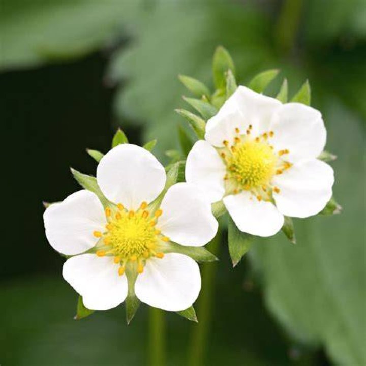 What color are strawberry flowers?
