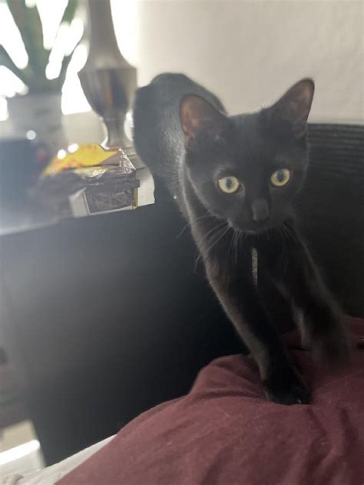 What color cats are least adopted?