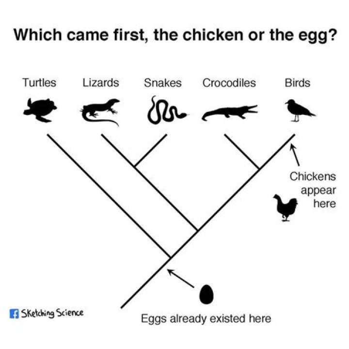 What comes first egg or chicken Support your answer with evolutionary claims and/or evidence?