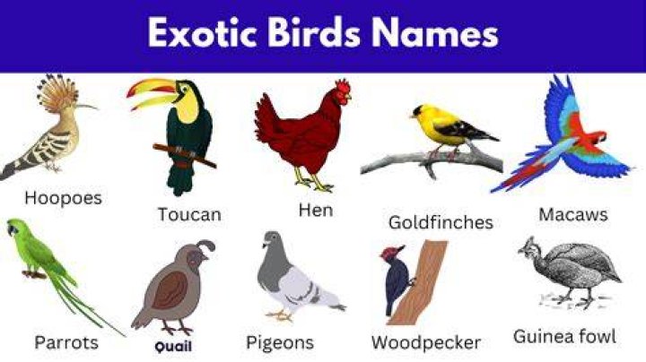 What counts as an exotic bird in RDR2?