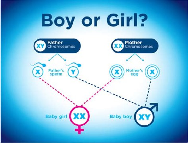 What determines boy or girl?