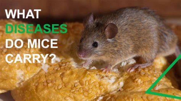 What diseases do lice carry?