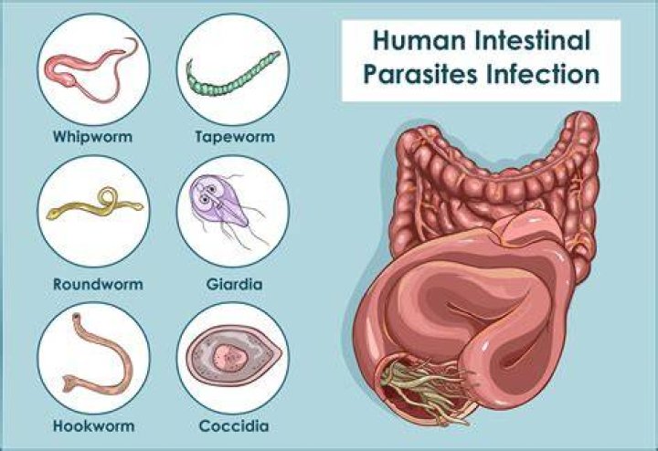 What do internal parasites feed on?