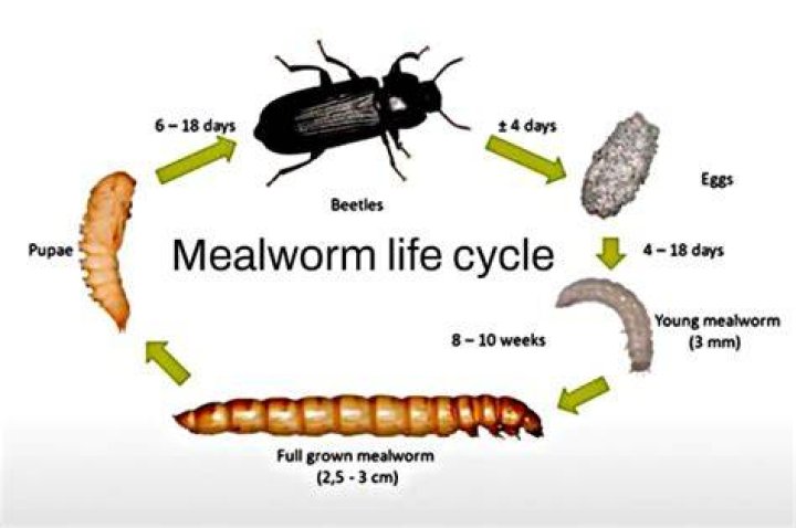 What do mealworms turn into?