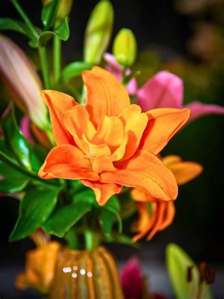 What do orange lilies symbolize?