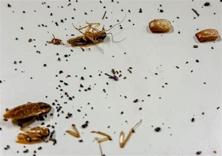 What do roach turds look like?