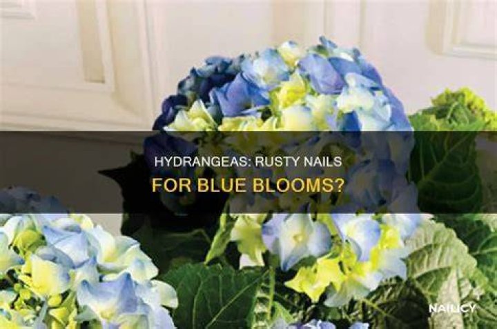 What do rusty nails do for hydrangeas?