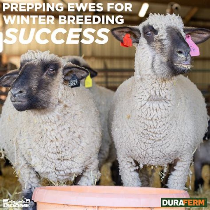 What do sheep sell for?