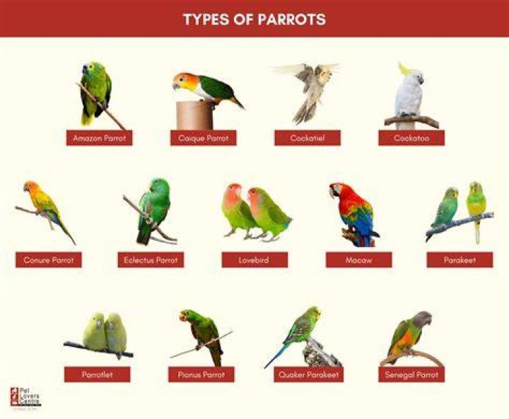 What do the parrots do?