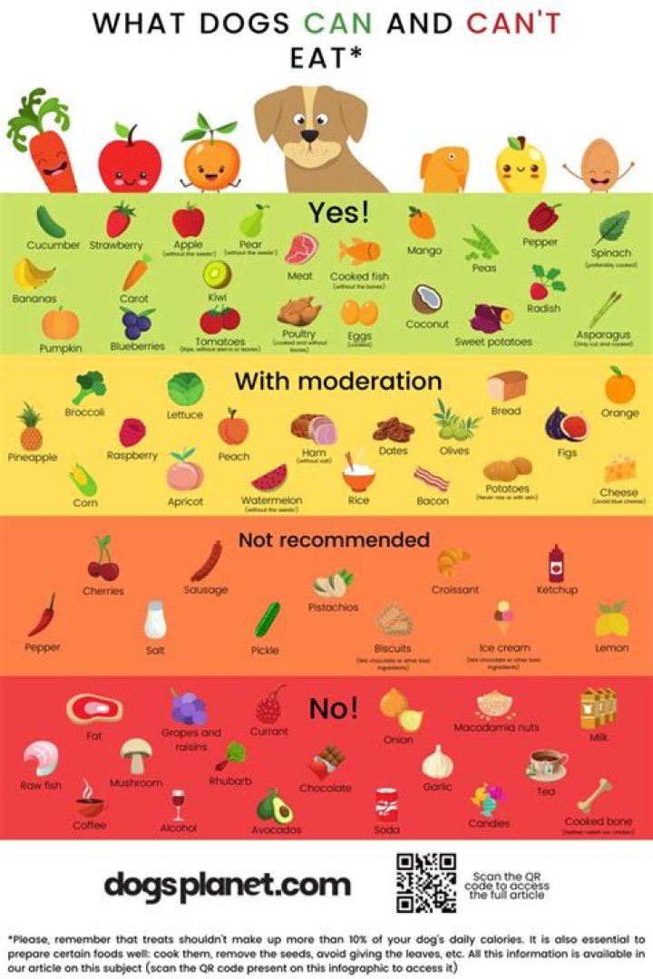 What do vegan puppies eat?