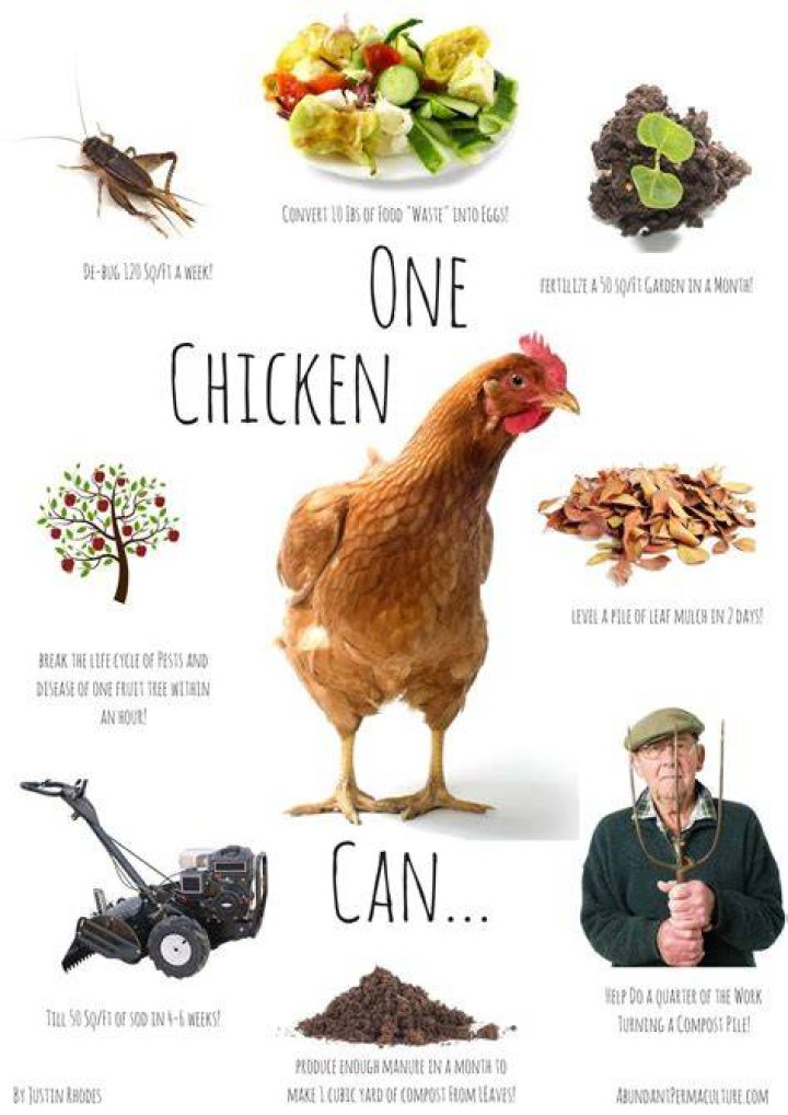 What do we use chickens for?