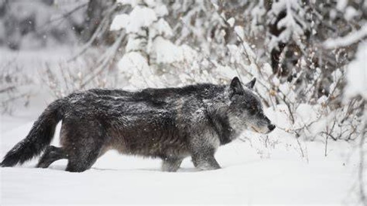 What do you call a timber wolf?