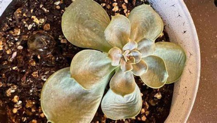 What do you do with yellow succulent leaves?
