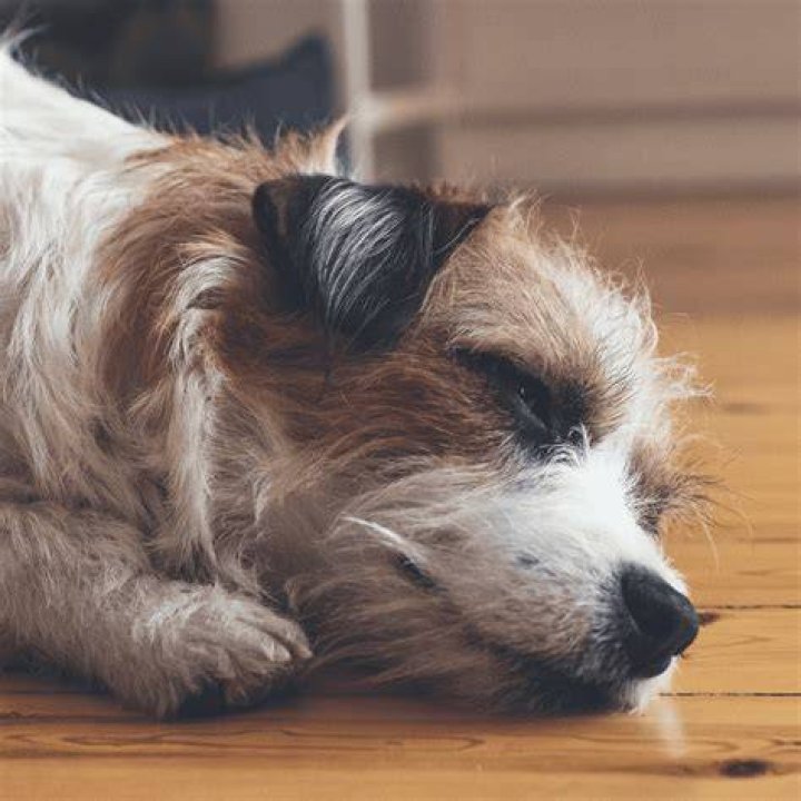 What does a dog feel when being put to sleep?