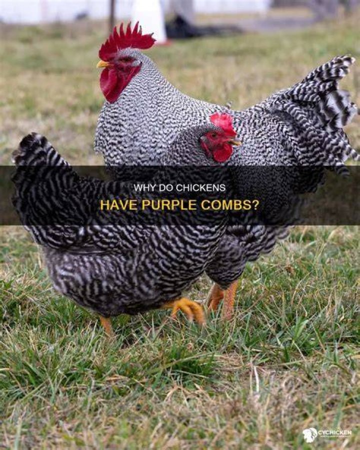 What does a purple comb on a chicken mean?