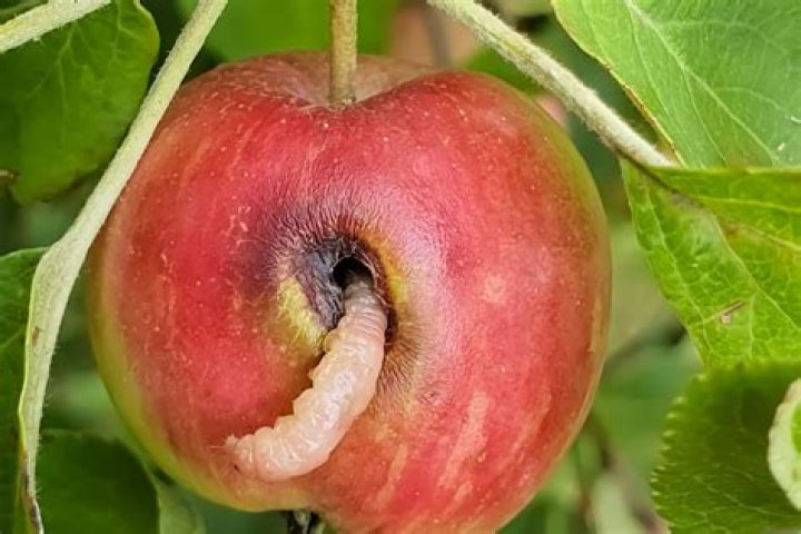 What does an apple with a worm mean?