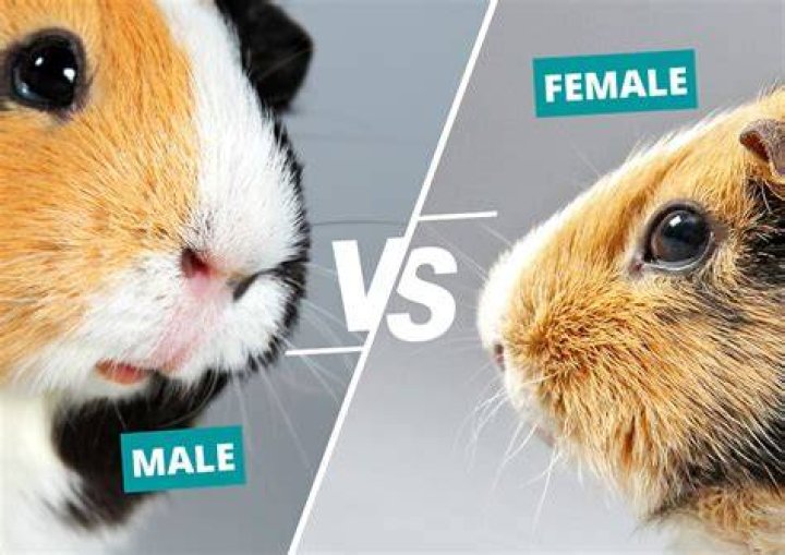 What does it mean to say you are a guinea pig?