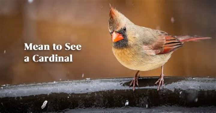 What does it mean to see a cardinal?