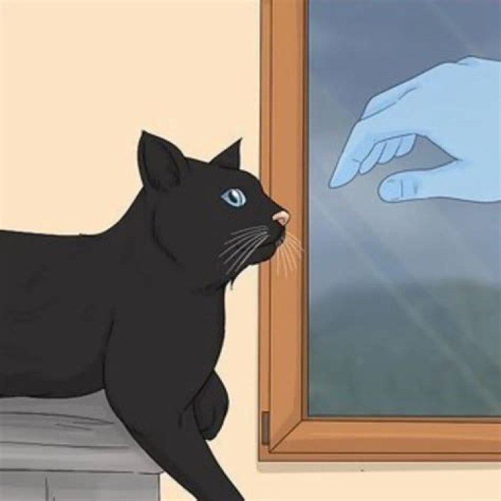 What does it mean when a black cat visits you?