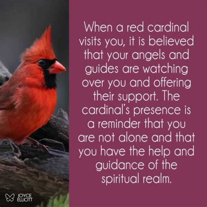 What does it mean when a cardinal comes to your house?