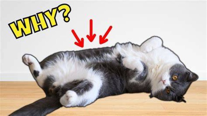 What does it mean when a cat shows you its belly?