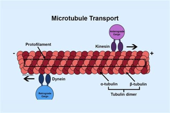What does it mean when kinesin walks with a limp?