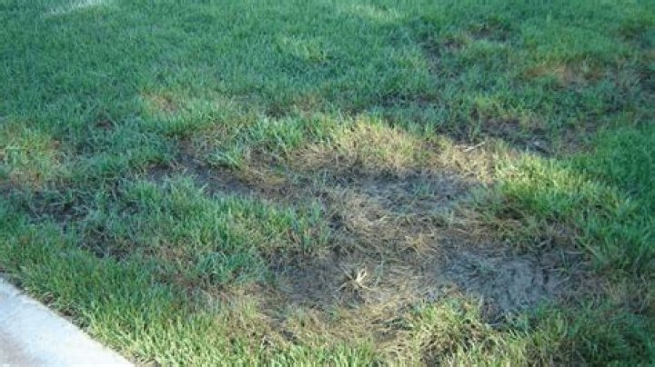 What does overwatered lawn look like?