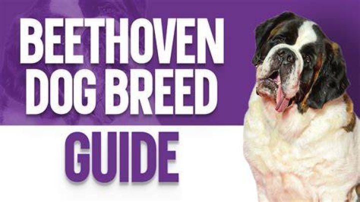 What dog breed is closest to humans?