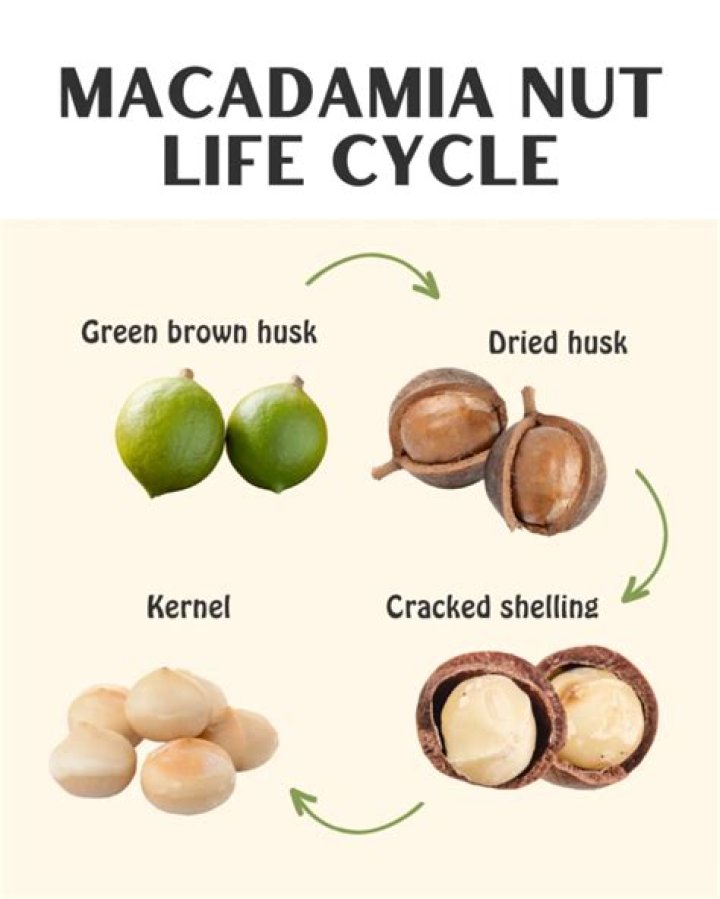 What family are macadamia nuts in?
