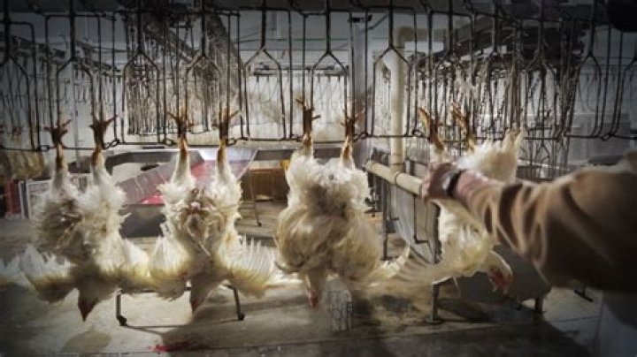 What happens at a slaughterhouse?