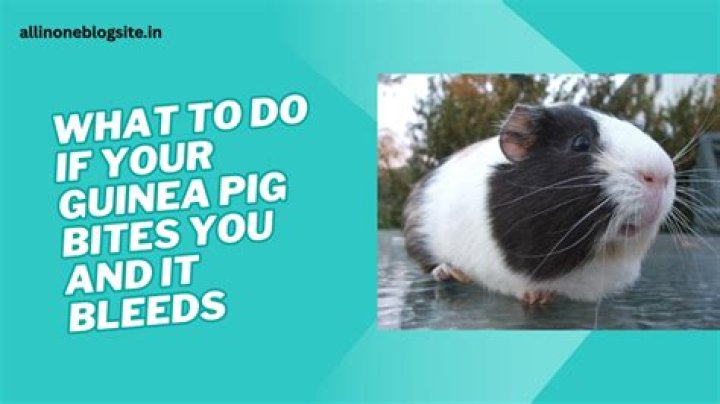What happens if a guinea pig bites you?
