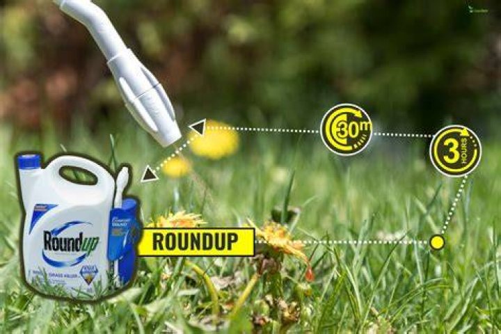 What happens if it rains after spraying Roundup?