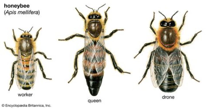 What happens to honey bees when there are too many queens?
