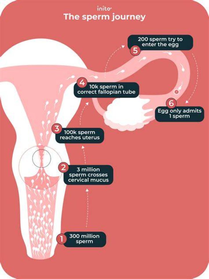 What happens to sperm when you are pregnant?