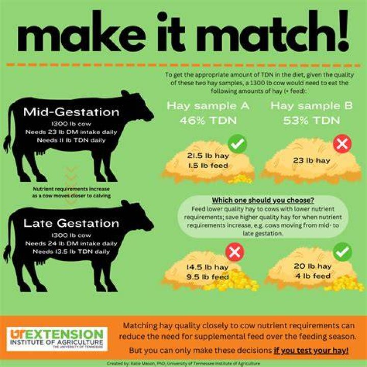 What happens when a cow eats too much?