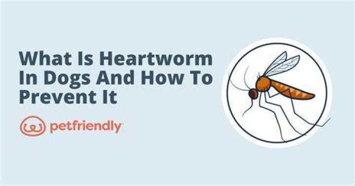 What Herb kills heartworms?