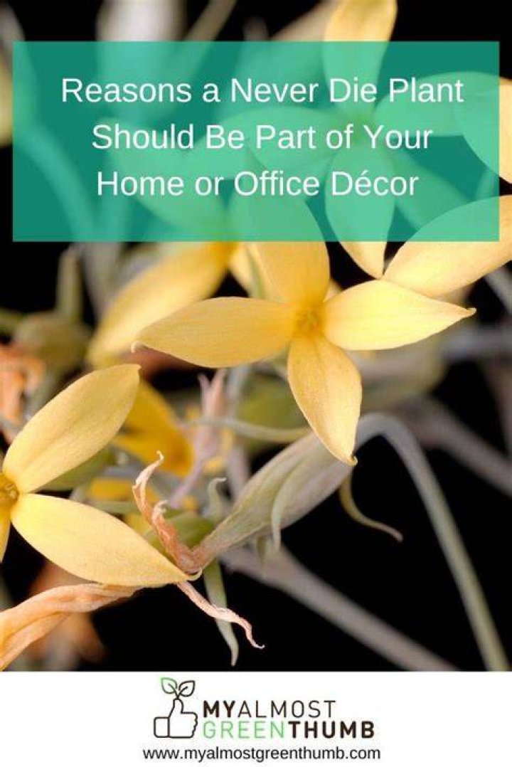 What house plant never dies?