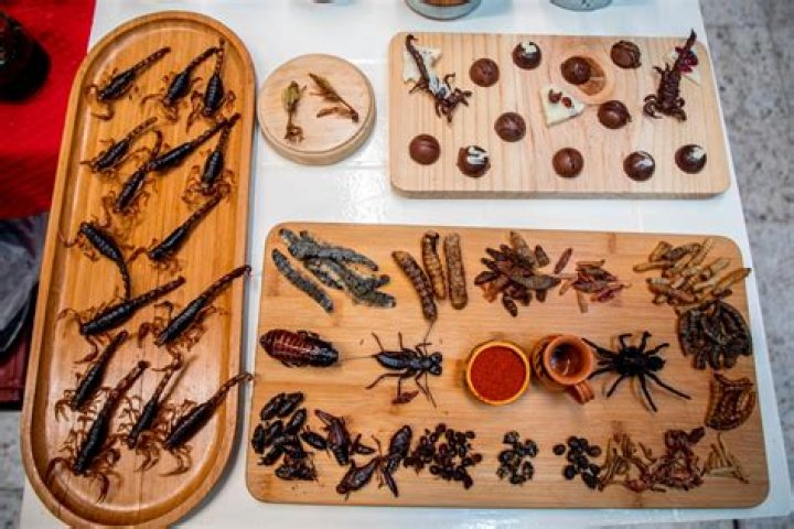 What insects do phoebes eat?