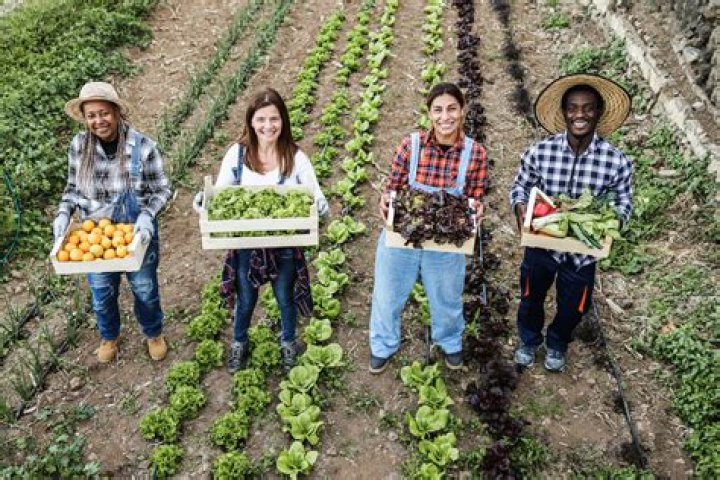 What is a farmer group?