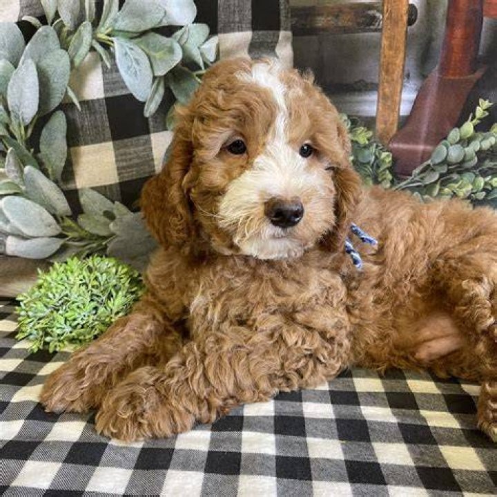 What is a miniature Labradoodle?