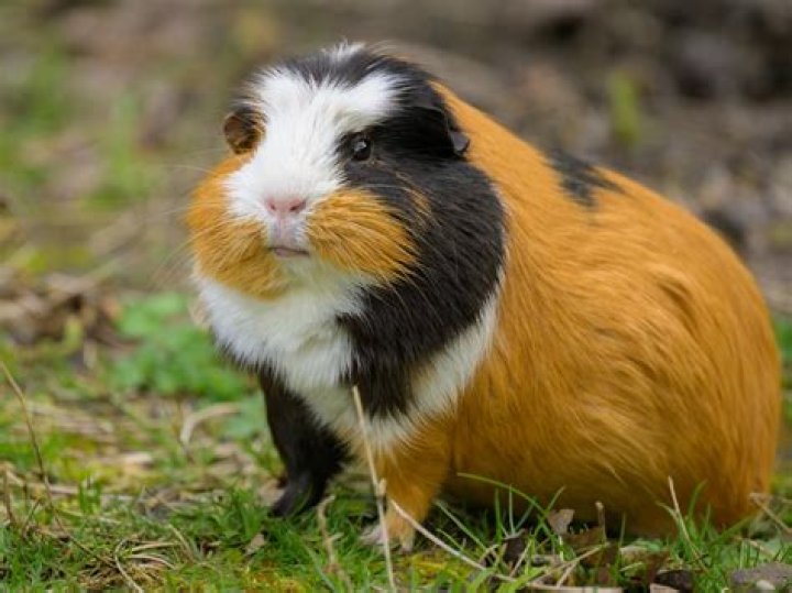 What is a TSW guinea pig?