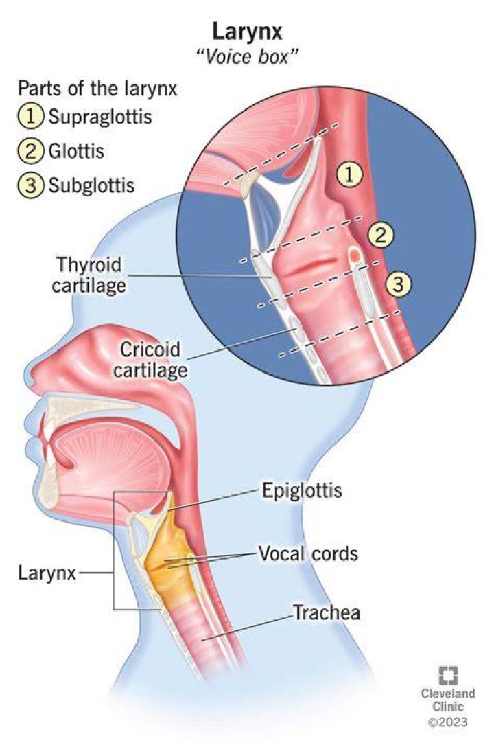 What is a voice box?