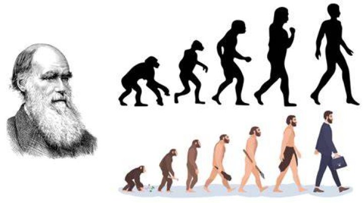 What is an example of evolutionary?
